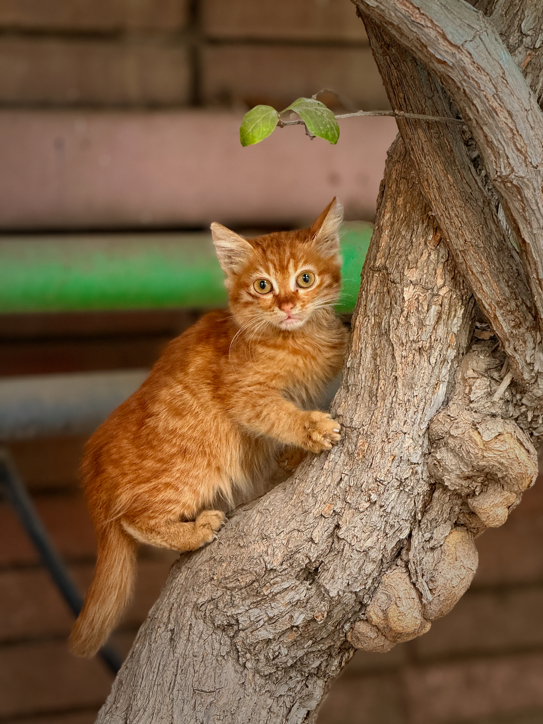 Auto-generated description: A ginger kitten is perched on a tree branch, looking curiously at the camera.