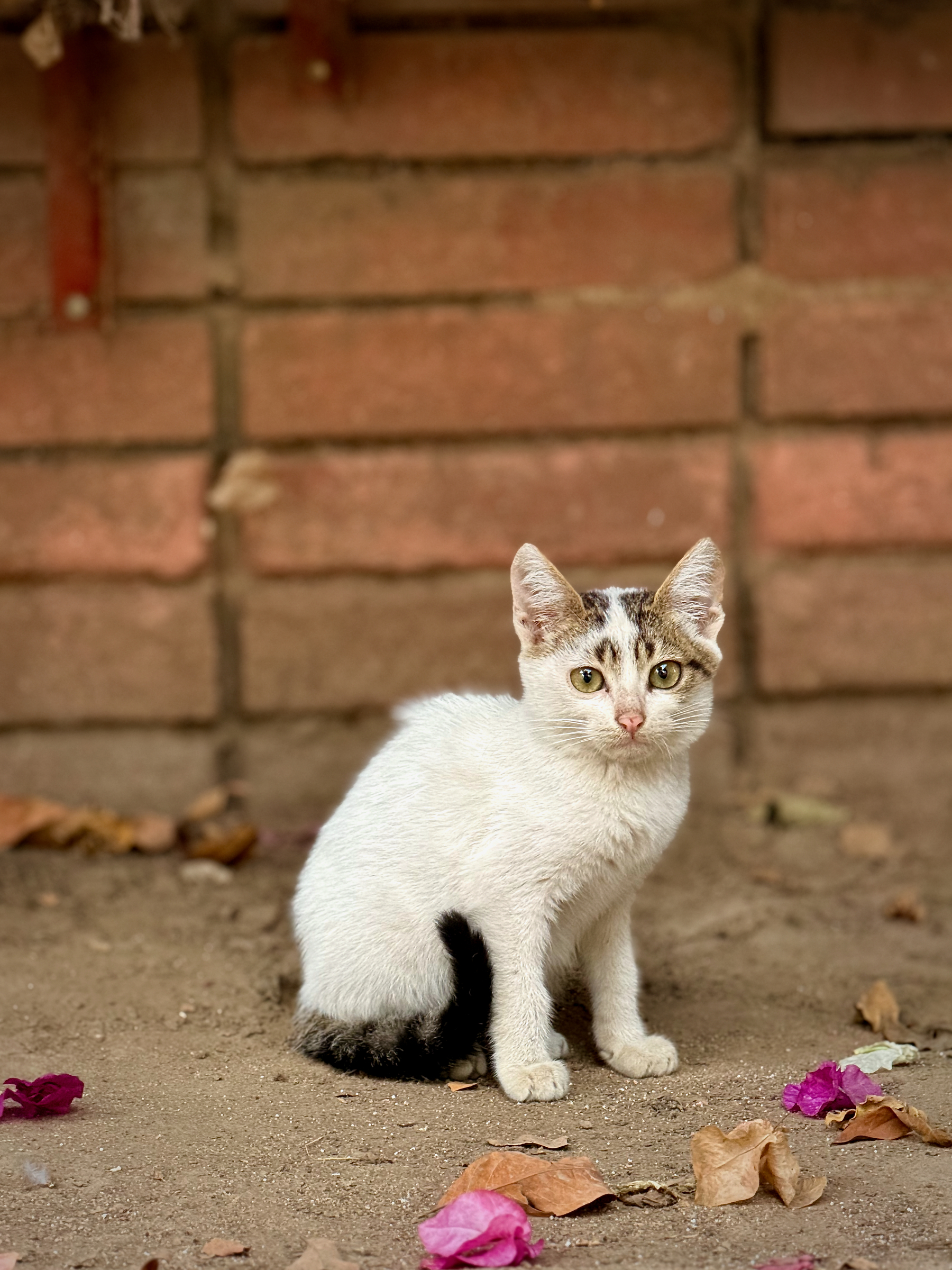 Auto-generated description: A small white and black kitten is sitting on the ground in front of a brick wall, surrounded by scattered leaves and petals.