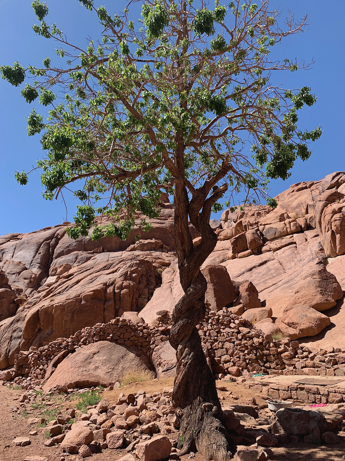 Two intertwined almond trees!